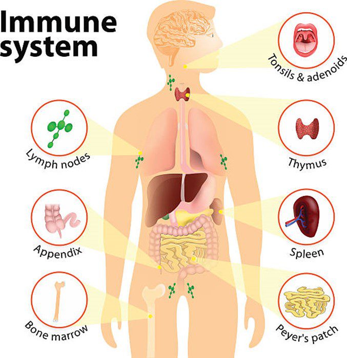 Immune system maintenance